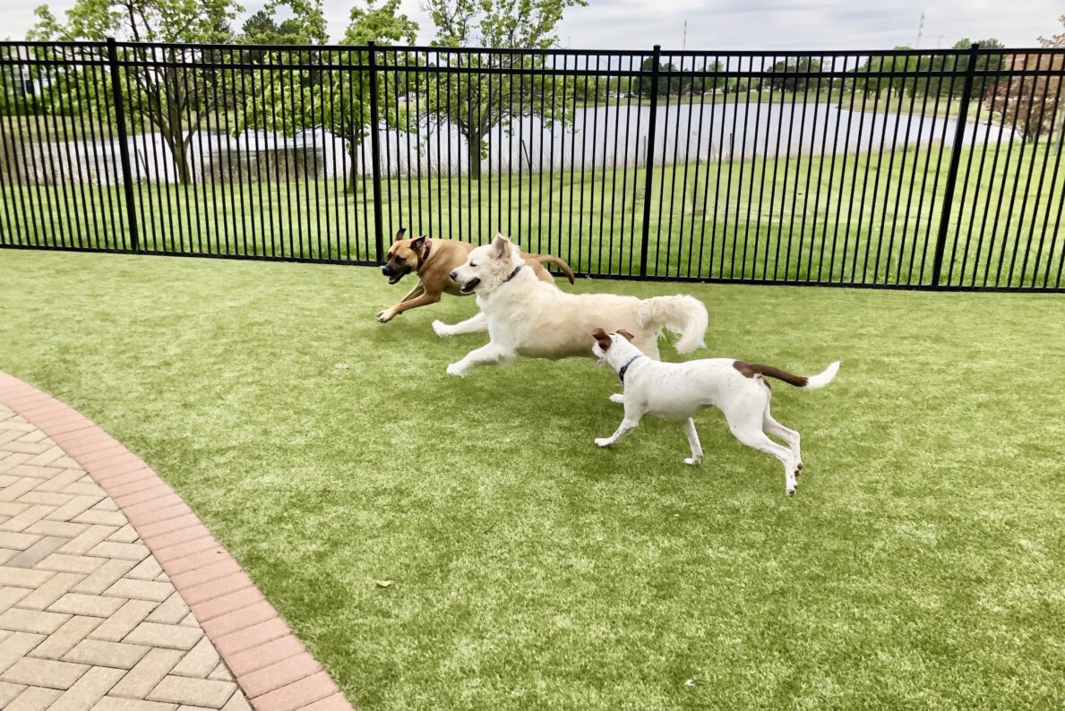 פארק חיות מחמד האי אל תוראיה