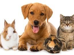 חיות מחמד מותרות